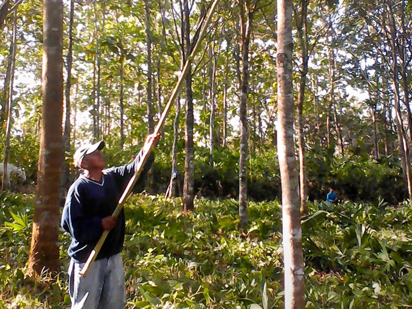 Furch Arimae可持续项目异国情调的树林